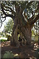 The Crowhurst Yew