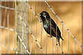 HP6313 : Male Starling (Sturnus vulgaris), Haroldswick by Mike Pennington