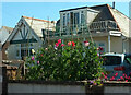 Sweet peas, Lower Rea Road, Brixham