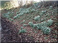 Snowdrops in Furnace Lane