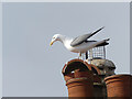 TG2830 : Herring Gull by David Pashley
