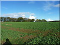 SO6291 : Large field near Lower Netchwood by Richard Law