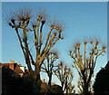 Trees, Woodstock Road, Redland