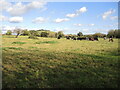 ST5144 : Cattle on Battlebury by Neil Owen