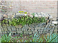 Maidenhair Spleenwort on unusual brick wall