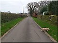 ST0301 : Lane to Twynhayes Farm by John P Reeves