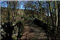 Crossing Old Briggs Brook