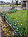 ST4996 : Daffodils outside Itton Village Hall, Monmouthshire by Jaggery