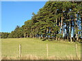 Shelter belt at Cormiston Mains