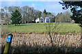 Bulrushes at Howford