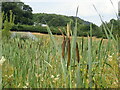 Bullrushes, Montgomery Canal