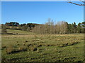 Trees at Lindsaylands