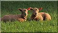 SX8970 : Lambs, Haccombe by Derek Harper