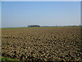 Ploughed field and small plantation, No Man