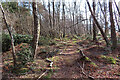 Woodland Path at Inchberry