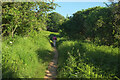 Coast path from Gillard Road