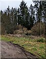 Edge of Llwyn-y-Celyn Wood in rural Monmouthshire