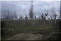 Tree Nursery