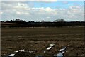 A View over Acomb Moor