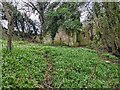 SJ2172 : A carpet of snowdrops and a derelict cottage by Sion Jones