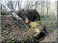 Fallen tree beside the path