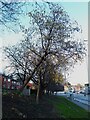 Leaning tree on an embankment, North Street, Leeds