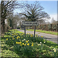 TL4447 : Thriplow daffodils by John Sutton