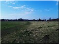 Tree planting, Balne Lane Fields