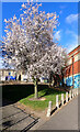 Tree, Carr Street, Birstall