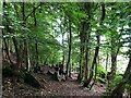 A path through Causewayhead Park woodland