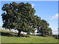 Oaks on the slope