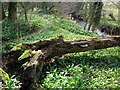 Woodland footpath