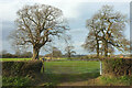 Trees near Brockley