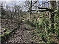 Woodland along the Upper Arley Circular Walk