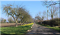 Daffodils down the drive