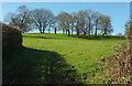 Trees on Windmill Hill