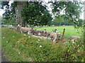 Border Leicester sheep