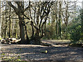 In Long Wood, Bedelands Farm local nature reserve