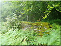 Moss-covered stone wall