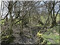 Wooded glade near Pant Glas