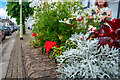 South Molton : East Street Flowerbed