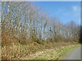 Hedge and birch trees near Honeymead Farm