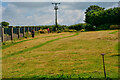 South Molton : Wildflower Meadow