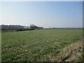 Autumn sown crop near Bilsthorpe