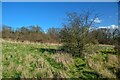 Hortham : Grassy Field