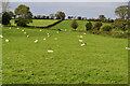 C0831 : Sheep grazing by N Chadwick