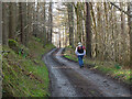 Woodland track near Goldielands