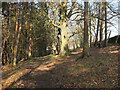 Woodland path near Goldielands