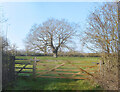 TM4067 : Tree and Gate, Fordley Hall by Des Blenkinsopp