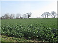 Oilseed rape, Plealey